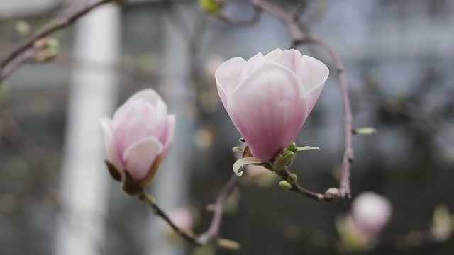Pink magnolia blossoms on a tree in the city street, light spring breeze. Shallow depth of field.