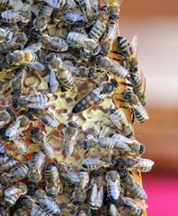 Bee is a uterus on a beehive frame