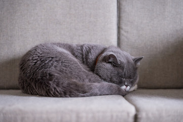The British short hair cat is sleeping