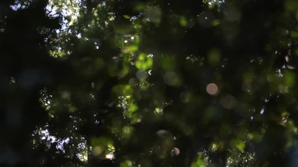 bright trees swaying in the wind 16 ( gold ) 風に吹かれる木々と太陽