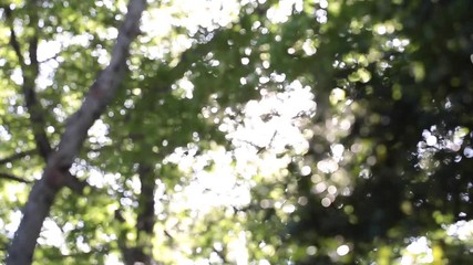 bright trees swaying in the wind 28 ( L to R ) 風に吹かれる木々と太陽