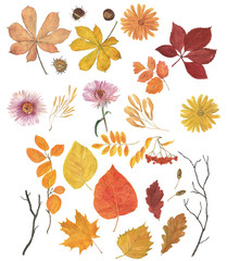 Watercolor painting autumn leaves set. Design elements