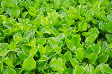 Group Water hyacinth on cover river.