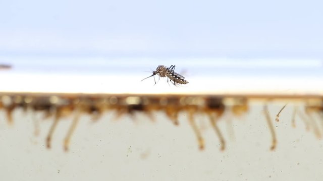 Mosquitos larva, Example in the laboratory - scientific research and development concept.


