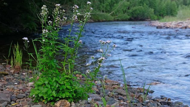 Cardamine flowers on the bank of Sayans river