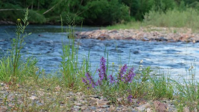 Dracocephalum nutans on the bank of river
