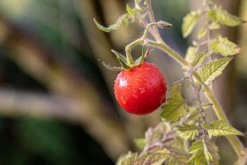 Macro shot of a cherry tomato in the garden