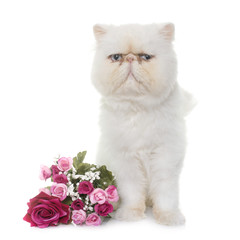 Fototapeta premium white persian cat