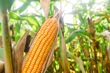 close up corn pods on the tree with harvest