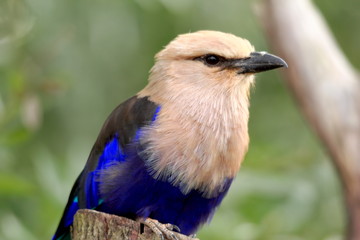 Belle couleur d'été