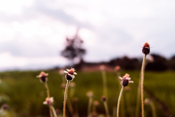 Grass flowers along the vintage color