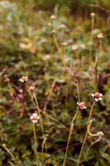 Grass flowers along the vintage color