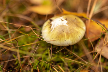 Inedible mushroom in the forest in autumn