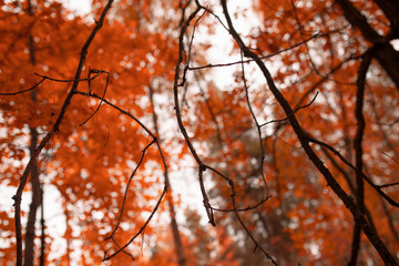 Trees in the forest in autumn as a background