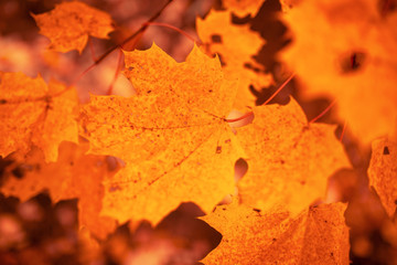 Naklejka na ściany i meble Leaves on a tree in autumn as a background