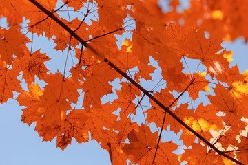 Red leaves on trees in the forest in autumn