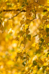 Leaves on a tree in autumn as a background