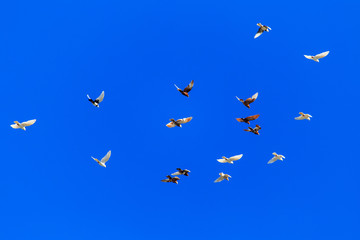 A flock of pigeons in flight against the blue sky