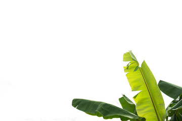 green banana leaf , green tropical foliage texture isolated on white background of file with Clipping Path . - 219239709