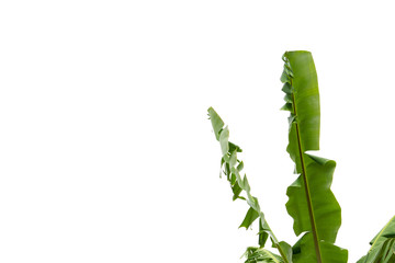 green banana leaf , green tropical foliage texture isolated on white background of file with Clipping Path .