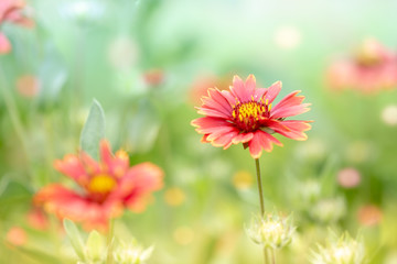 Obraz premium 花畑