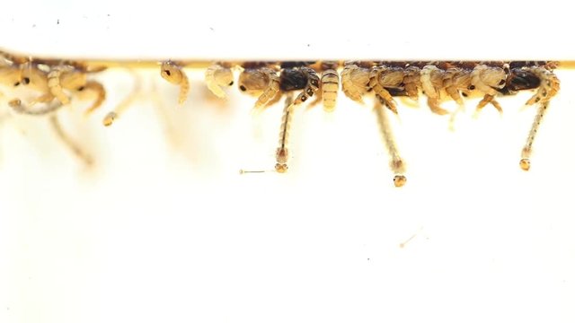 Mosquitos adult pupa larvae, Example in the laboratory - scientific research and development concept.

