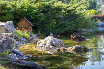Brown duck standing on one foot in pond in summer park. Wildlife concept. Duck and its reflection in water. Cute standing duck against green landscape and wooden house. Bird outdoor background.