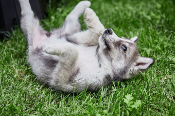 West Siberian Laika puppy