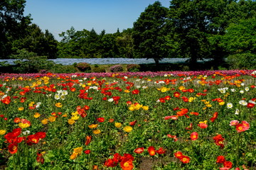 花畑　ポピー