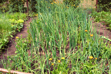 Vegetable garden