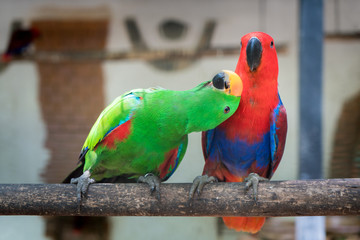 Obraz premium Para papug Green red Parakeet Alexandrine Parakeet przysiadła na gałęzi drewna w dżungli.