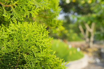 Green Thuja leaves in park with sunlight on sunny day, Thuja twig with blur background