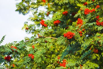 Ripe red Rowan berries on branches with green leaves.