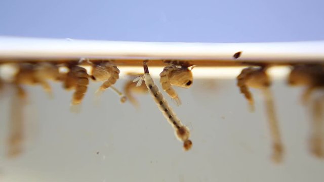 Mosquitos adult pupa larvae, Example in the laboratory - scientific research and development concept.

