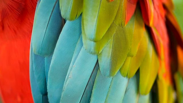 Close up of Red Amazon Scarlet Macaw parrot or Ara macao, in tropical jungle forest. Wildlife Colorful selective focus portrait of bird with vibrant feathers from exotic nature.