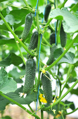 Cucumbers grow in polycarbonate greenhouses