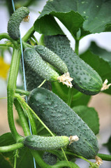 Cucumbers grow in polycarbonate greenhouses