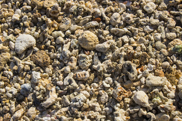beach side coral stone macro close up