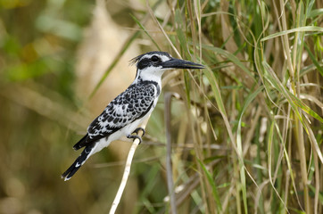 Martin pêcheur pie,.Ceryle rudis, Pied Kingfisher, Sénégal
