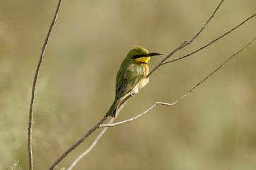 Guêpier montagnard, .Merops oreobates, Cinnamon chested Bee eater, Afrique du Sud