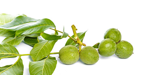 Walnuts fruits green tree branch isolated on a white background