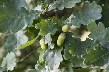 Ripe acorns on the oak tree.