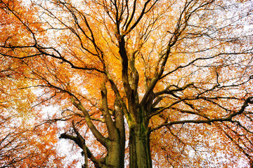 Old Beech Tree from below, full autumn foliage