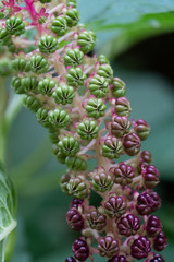 Bunch of snapdragons