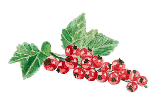 Watercolor bunch of redcurrant isolated on white