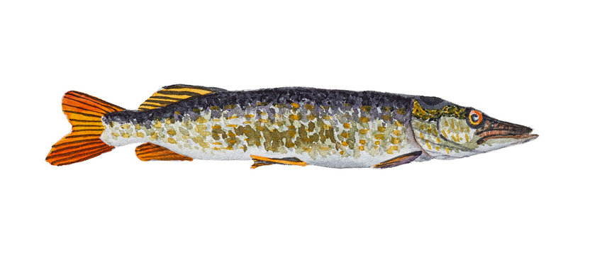 Watercolor pike isolated on white