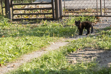 Black kitten outdoors by the house.