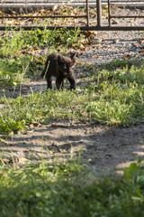 Black kitten outdoors by the house.