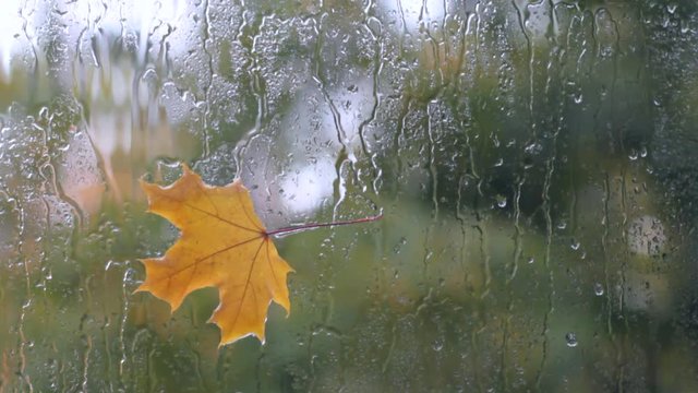 autumn rain outside the window/ video footage maple leaf on wet glass