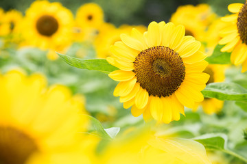 Obraz premium ひまわり sunflower